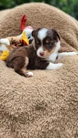 Dillon 3, a male Toy Australian Shepherd for sale in Tishomingo, OK – Photo 5 of 7