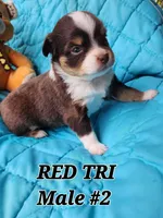 Dillon 3, a male Toy Australian Shepherd for sale in Tishomingo, OK – Photo 7 of 7
