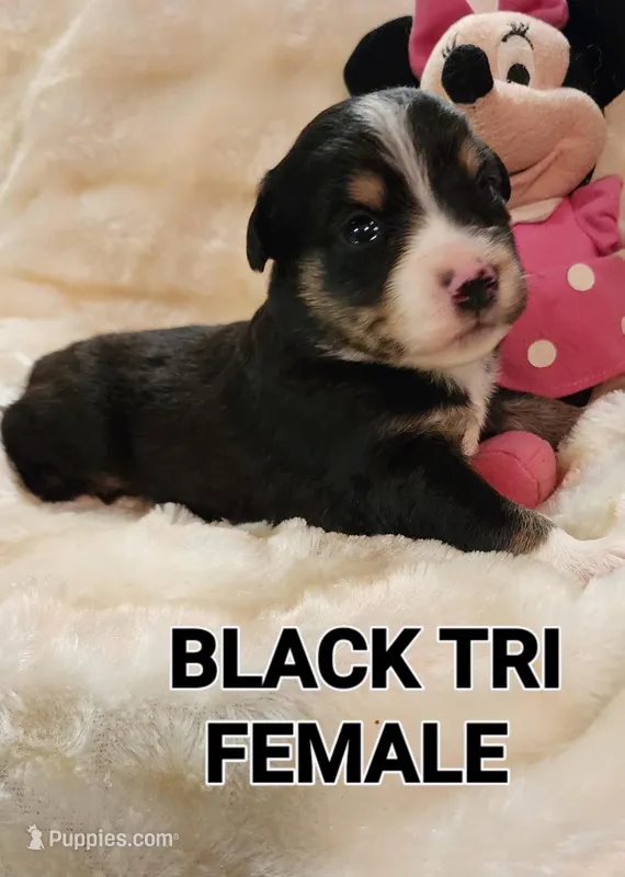 LANEY, a female Toy Australian Shepherd for sale in Tishomingo, OK – Photo 1 of 3