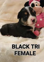 LANEY, a female Toy Australian Shepherd for sale in Tishomingo, OK – Photo 1 of 3