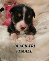 LANEY, a female Toy Australian Shepherd for sale in Tishomingo, OK – Photo 3 of 3