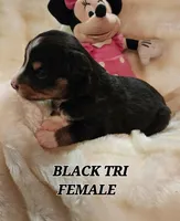 LANEY, a female Toy Australian Shepherd for sale in Tishomingo, OK – Photo 2 of 3