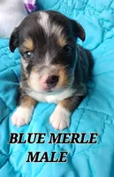 DILLON 1, a male Toy Australian Shepherd for sale in Tishomingo, OK – Photo 5 of 6