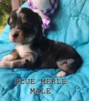 DILLON 1, a male Toy Australian Shepherd for sale in Tishomingo, OK – Photo 4 of 6