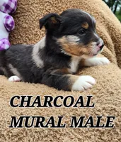 DILLON 1, a male Toy Australian Shepherd for sale in Tishomingo, OK – Photo 2 of 6