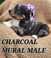 DILLON 1, a male Toy Australian Shepherd for sale in Tishomingo, OK – Photo 3 of 6