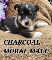DILLON 1, a male Toy Australian Shepherd for sale in Tishomingo, OK – Photo 1 of 6