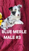 Cooper #3, a male Toy Australian Shepherd for sale in Tishomingo, OK – Photo 3 of 6