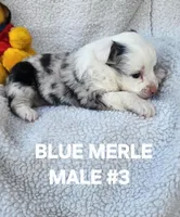 Cooper #3, a male Toy Australian Shepherd for sale in Tishomingo, OK – Photo 4 of 6