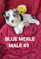 Cooper #3, a male Toy Australian Shepherd for sale in Tishomingo, OK – Photo 1 of 6