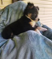 Bella 2, a female Toy Australian Shepherd for sale in Tishomingo, OK – Photo 3 of 4