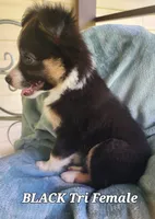 Bella 2, a female Toy Australian Shepherd for sale in Tishomingo, OK – Photo 4 of 4