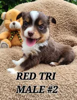 DILLON 2, a male Toy Australian Shepherd for sale in Tishomingo, OK – Photo 5 of 7