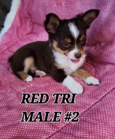 DILLON 2, a male Toy Australian Shepherd for sale in Tishomingo, OK – Photo 1 of 7