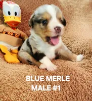 Audios 1, a male Toy Australian Shepherd for sale in Tishomingo, OK – Photo 1 of 3
