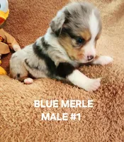 Audios 1, a male Toy Australian Shepherd for sale in Tishomingo, OK – Photo 3 of 3