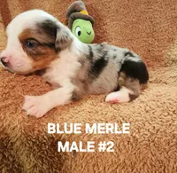 Audios 2, a male Toy Australian Shepherd for sale in Tishomingo, OK – Photo 1 of 3