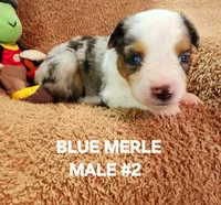 Audios 2, a male Toy Australian Shepherd for sale in Tishomingo, OK – Photo 2 of 3