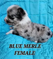 RUBY 1, a female Toy Australian Shepherd for sale in Tishomingo, OK – Photo 3 of 3