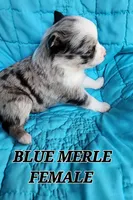 RUBY 1, a female Toy Australian Shepherd for sale in Tishomingo, OK – Photo 2 of 3