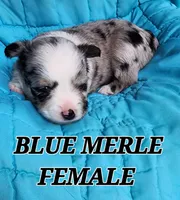 RUBY 1, a female Toy Australian Shepherd for sale in Tishomingo, OK – Photo 1 of 3