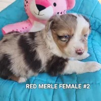 Ruby, a female Toy Australian Shepherd for sale in Tishomingo, OK – Photo 3 of 3