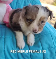 Ruby, a female Toy Australian Shepherd for sale in Tishomingo, OK – Photo 2 of 3