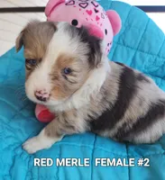 Ruby, a female Toy Australian Shepherd for sale in Tishomingo, OK – Photo 1 of 3