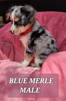 JAKE 3, a male Toy Australian Shepherd for sale in Tishomingo, OK – Photo 4 of 7