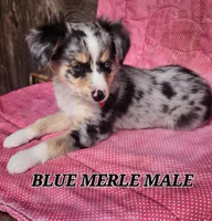 JAKE 3, a male Toy Australian Shepherd for sale in Tishomingo, OK – Photo 3 of 7