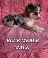 JAKE 3, a male Toy Australian Shepherd for sale in Tishomingo, OK – Photo 2 of 7