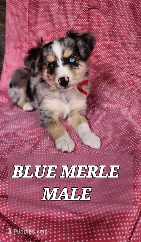 JAKE 3, a male Toy Australian Shepherd for sale in Tishomingo, OK – Photo 1 of 7