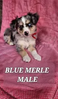 JAKE 3, a male Toy Australian Shepherd for sale in Tishomingo, OK – Photo 1 of 7