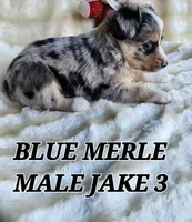 JAKE 3, a male Toy Australian Shepherd for sale in Tishomingo, OK – Photo 6 of 7