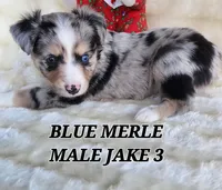 JAKE 3, a male Toy Australian Shepherd for sale in Tishomingo, OK – Photo 7 of 7