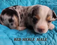 Cooper 1, a male Toy Australian Shepherd for sale in Tishomingo, OK – Photo 2 of 3
