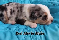 Cooper 1, a male Toy Australian Shepherd for sale in Tishomingo, OK – Photo 1 of 3