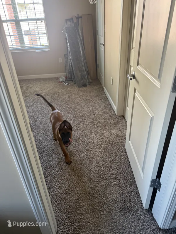 Apollo  – Belgian Malinois puppy for sale in Chicago, IL
