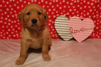 Sadie, a female Golden Retriever for sale in Auburn, IN – Photo 2 of 7