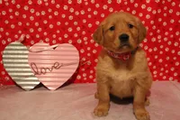 Sadie, a female Golden Retriever for sale in Auburn, IN – Photo 6 of 7
