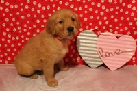 Sadie, a female Golden Retriever for sale in Auburn, IN – Photo 3 of 7