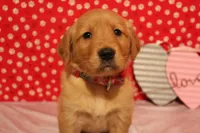Sadie, a female Golden Retriever for sale in Auburn, IN – Photo 1 of 7