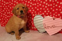 Sadie, a female Golden Retriever for sale in Auburn, IN – Photo 7 of 7
