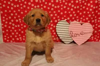 Sadie, a female Golden Retriever for sale in Auburn, IN – Photo 5 of 7