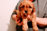Oliver, a male Cavapoo for sale in Auburn, IN – Photo 1 of 5