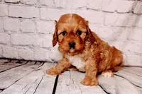 Oliver, a male Cavapoo for sale in Auburn, IN – Photo 2 of 5