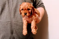 Oliver, a male Cavapoo for sale in Auburn, IN – Photo 5 of 5