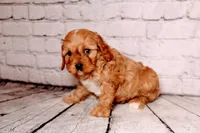 Oliver, a male Cavapoo for sale in Auburn, IN – Photo 3 of 5