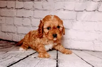 Oliver, a male Cavapoo for sale in Auburn, IN – Photo 4 of 5
