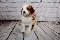 Forrest, a male Cavapoo for sale in Auburn, IN – Photo 1 of 7